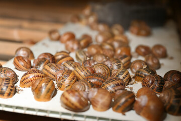 Many snails at the farm