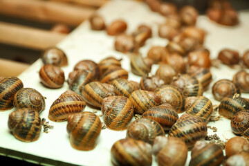Many snails at the farm