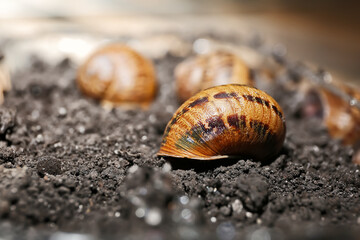 Snail on soil at the farm
