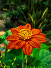 orange flower in the garden