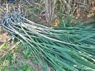 Okinawa,Japan-October 27, 2020: Harvesting sugar cane in Miyakojima island, Okinawa, for herbaceous stem cutting
