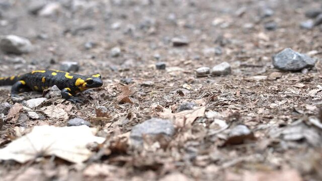 European fire salamander crawling on dry rocky ground.