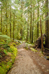 Fototapeta premium Fragment of Soleduck trail in Olympics park, Washington, USA