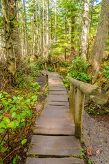 Obraz premium Fragment of Cape trail in Olympics park, Washington, USA