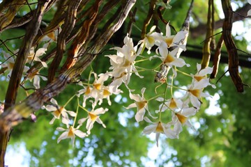tree branch with flowers