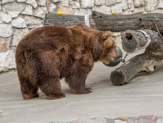 Brown bear.
It is a predatory mammal of the bear family; one of the largest terrestrial predators....