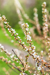 Blooming cherry flowers in spring on a close-up macro of a sunny day in nature outdoors. The branch is filled with cherry blossoms and buds. Spring flowering on trees. Fruit trees bloom in spring.