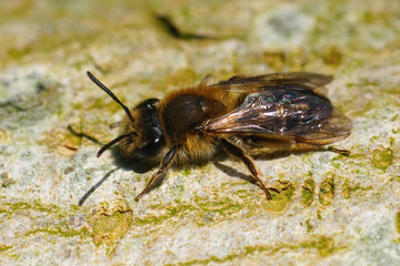 Closeup of a female melow miner, Andrena mitis sunbathing on the side of a tree