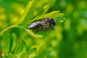 A female vernal colletes cunicularius hiding in a green leaf