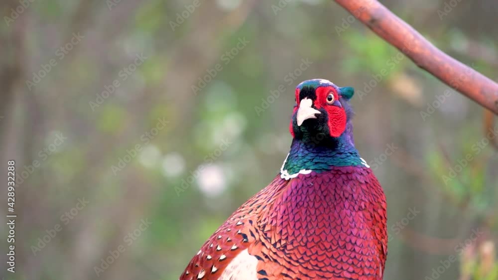 Poster An Beautiful pheasant eating and singing