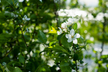 apple tree flower in the spring in the garden, background, selective focus