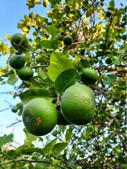 green apples on a tree