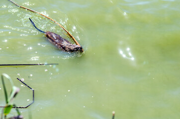 Muskrat (Ondatra zibethicus) swims in Lake Elizabeth with a branch. Wildlife photography. 