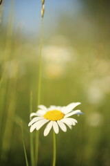 Chamomiles daisies in spring field on background blue sky with sunshine