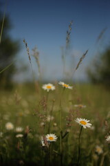 Chamomiles daisies in spring field on background blue sky with sunshine
