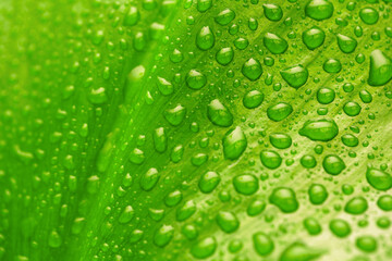 green leaf with drops of water