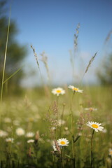 Chamomiles daisies in spring field on background blue sky with sunshine