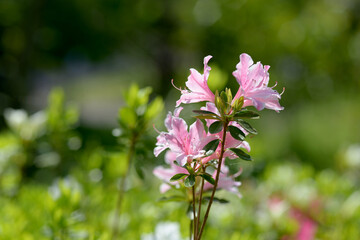 ピンクのツツジの花