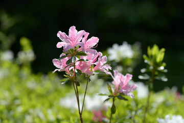 Fototapeta premium ピンクのツツジの花