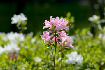 ピンクのツツジの花