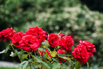 Beautiful background. Red roses grow in the garden.
