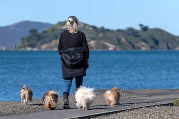 Woman walking four small dogs
