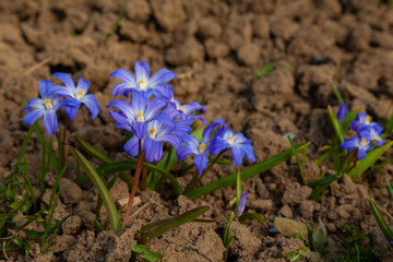 Spring crocus flowers grow in a group in the garden on bare ground
