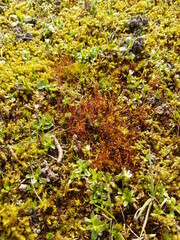 Moose am Wegrand