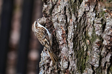 Waldbaumläufer ( Certhia familiaris ).