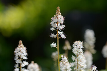 ティアレアウェリー