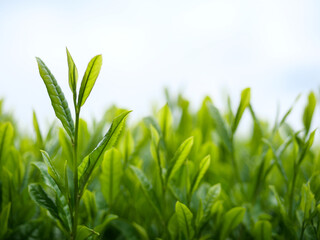 新茶の新芽お茶畑