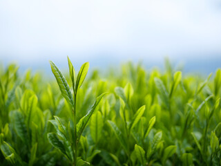 新茶の新芽お茶畑