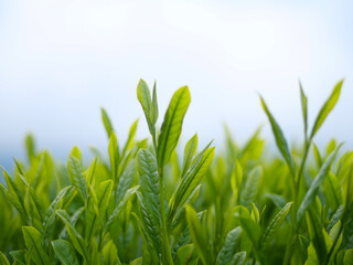 新茶の新芽お茶畑