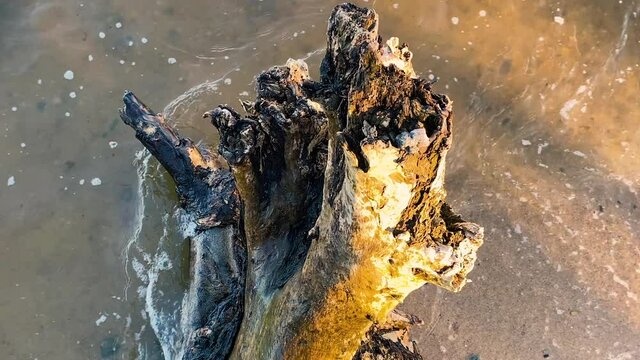Chunk of wood washed by foamy splashing water waves on sandy beach. Weathering process