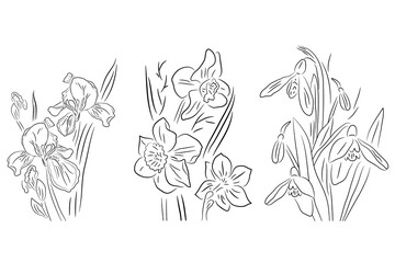 Obraz premium Black and white flowers, iris, daffodil and snowdrop. Illustration can be used for coloring book and pictures for children.