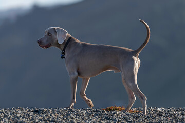 Portrait of Weimaraner