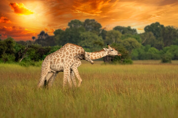 This adult rothschild giraffe (Giraffa camelopardalis rothschildi) is seen walking through open grassland.