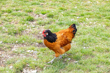 Naklejka na ściany i meble free range chicken enjoys the fresh grass at the meadow