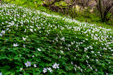 ニリンソウの花畑