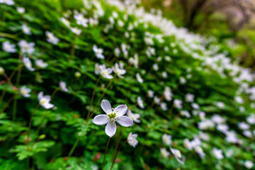 ニリンソウの花畑