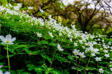 ニリンソウの花畑