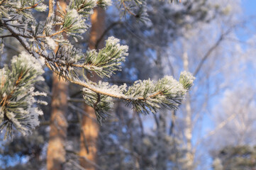 winter branch of pine tree with snow