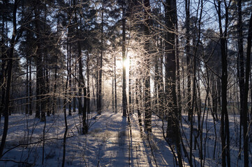 northern sun in forest pine trees