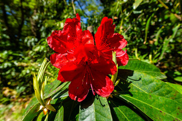 赤のシャクナゲ