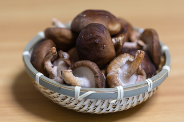 Shiitake mushroom