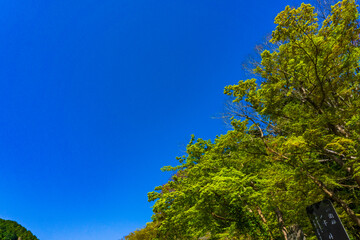 オタマジャクシ