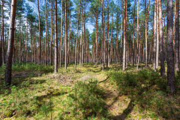forest in springtime
