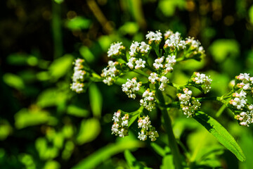 ツルカノコソウの花