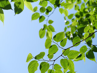 新緑の広葉樹