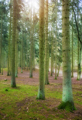 Picture of a green forest in the morning, selective focus.